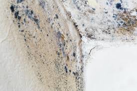 Best Emergency Mold Remediation  in La Vergne, TN